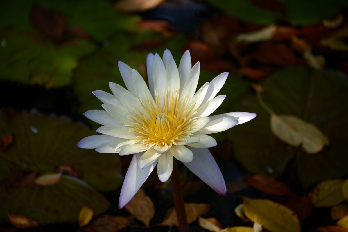 35F South Conservatory English Garden Fountain White Water Lily In Central Park East 104 St